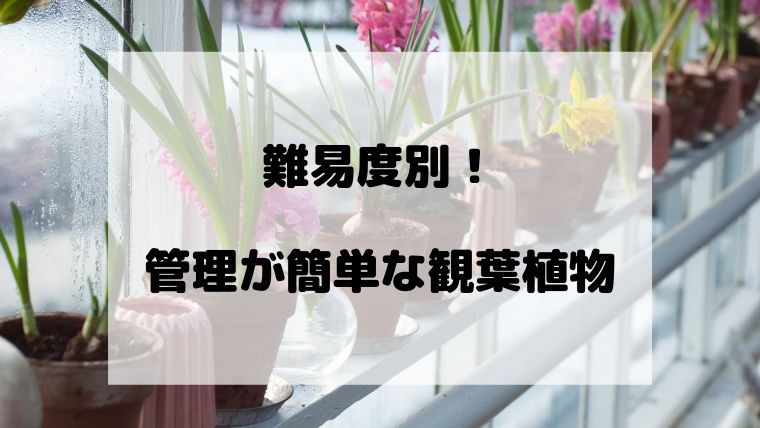 害虫がつきにくい 簡単で育てやすい観葉植物 育て方 Ryslily S Blog りすりり